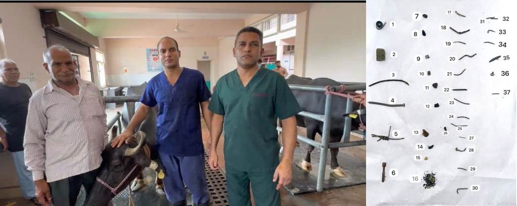 Buffalo Gets a New Lease on Life After Successful Surgery at Lalri Veterinary Hospital